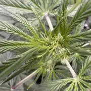 Wild Strawberry F1 Auto Run 2-TasteBudz