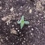 Apple Betty Auto from Herbies Seeds