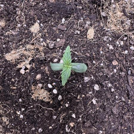 Apple Betty Auto from Herbies Seeds