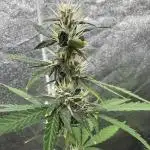 AUTO PURPLE OPIUM - Divine Seeds