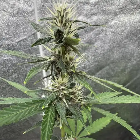 AUTO PURPLE OPIUM - Divine Seeds