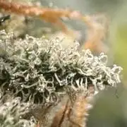 Caramel Auto - Ganja Farmer Seeds