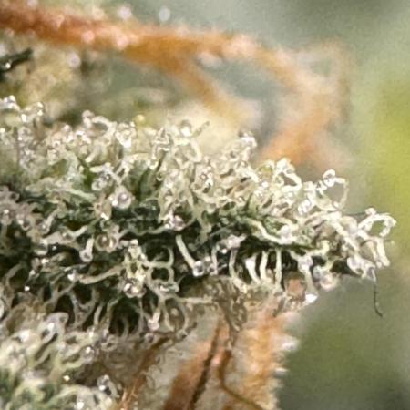 Caramel Auto - Ganja Farmer Seeds