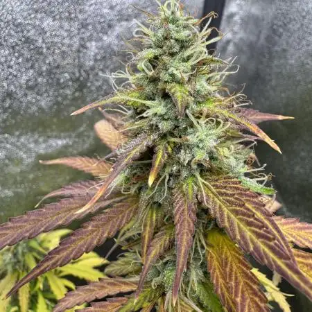Pineapple Coconut Auto