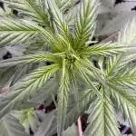 Zkittelz XL Auto - Ganja Farmer Seeds