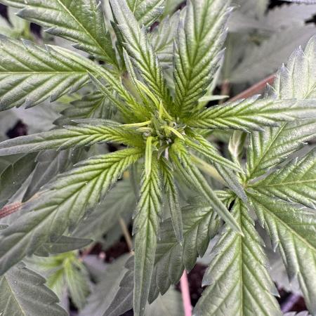 Zkittelz XL Auto - Ganja Farmer Seeds