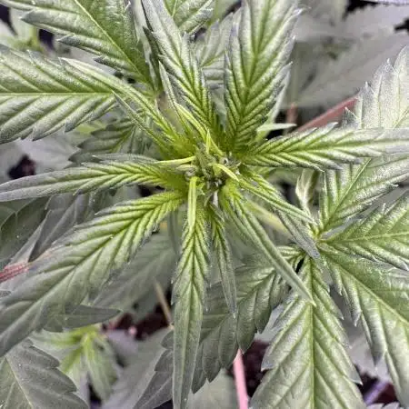 Zkittelz XL Auto - Ganja Farmer Seeds