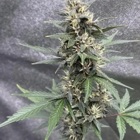 AUTO PURPLE OPIUM - Divine Seeds