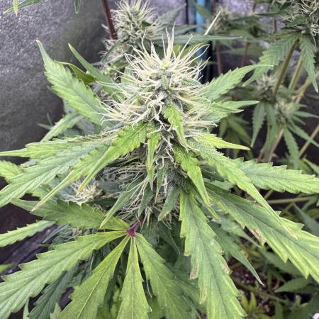 Pineapple Coconut Auto