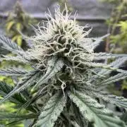 Sour Apple X Strawberry Gorilla Auto