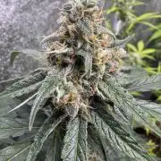 Wurlz F1 Autoflower - Zamnesia Seeds