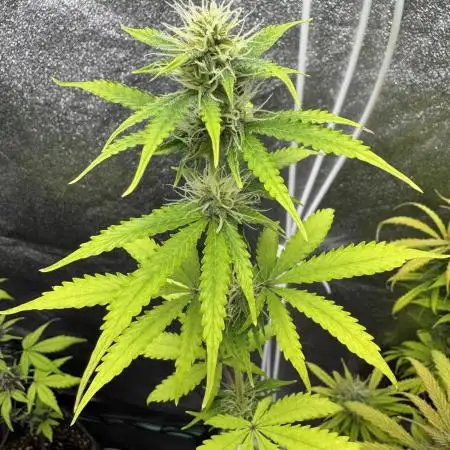 Apple and Blackberry F1 Auto - Tastebudz