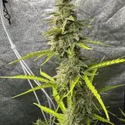 CBD Lemon Auto - Herbies Seeds