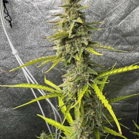 CBD Lemon Auto - Herbies Seeds