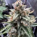 Auto Elephant - Super Sativa Seed Club