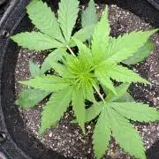 Apple Betty Auto from Herbies Seeds