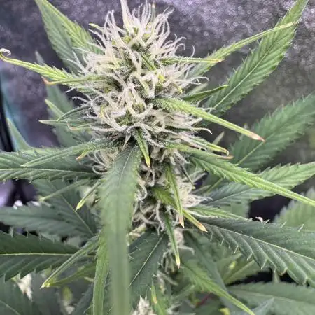 Zkittelz XL Auto - Ganja Farmer Seeds