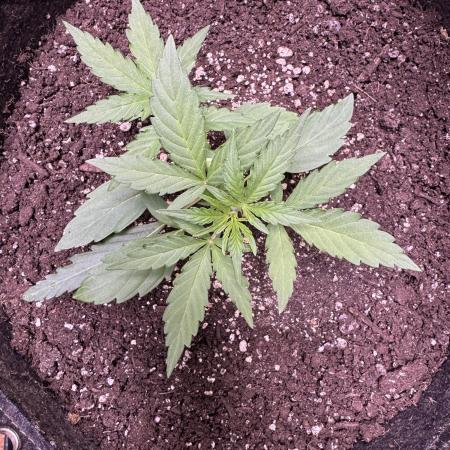 Wurlz F1 Autoflower - Zamnesia Seeds