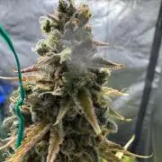 CBD Lemon Auto - Herbies Seeds