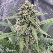 AUTO WHITE WIDOW - Divine Seeds
