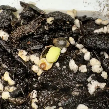 Wurlz F1 Autoflower - Zamnesia Seeds