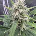 Zkittelz XL Auto - Ganja Farmer Seeds