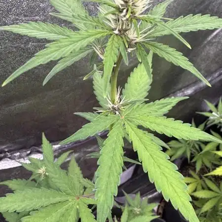 AUTO PURPLE OPIUM - Divine Seeds