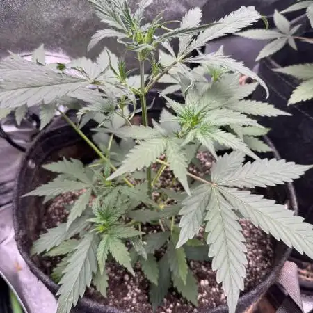 AUTO WHITE WIDOW - Divine Seeds