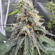 Wurlz F1 Autoflower - Zamnesia Seeds