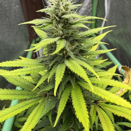 Big Demon by Divine Seeds