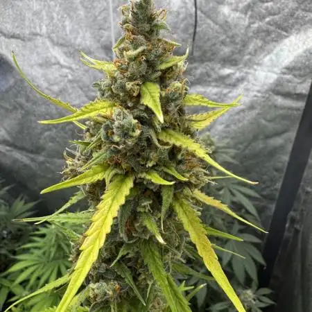 AUTO FRACTAL - Divine Seeds