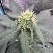 Caramel Auto - FastBuds