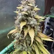 Big Demon by Divine Seeds