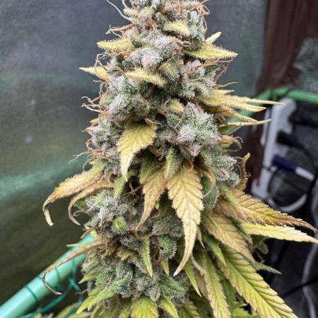 Big Demon by Divine Seeds