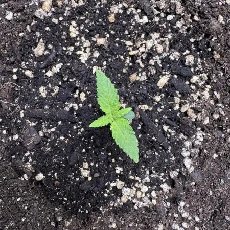 AUTO PURPLE OPIUM - Divine Seeds