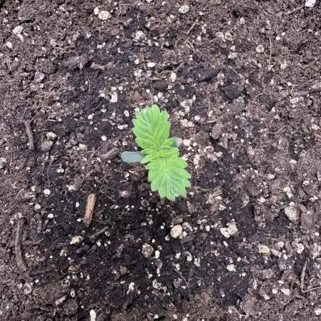 Auto Elephant - Super Sativa Seed Club