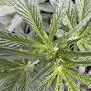 Sour Apple X Strawberry Gorilla Auto