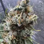 Apple and Blackberry F1 Auto - Tastebudz