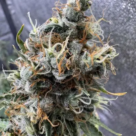 Apple and Blackberry F1 Auto - Tastebudz