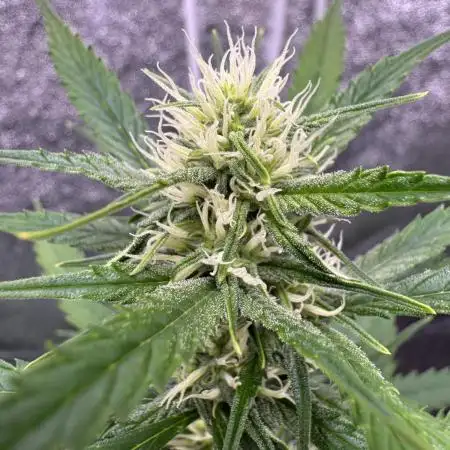 AUTO FRACTAL - Divine Seeds