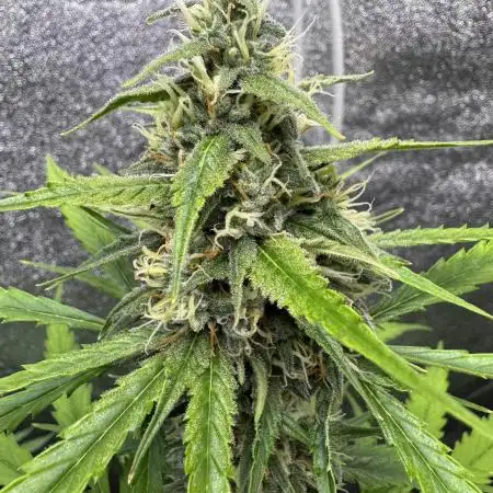 AUTO FRACTAL - Divine Seeds