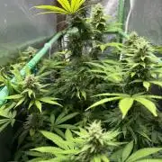 Big Demon by Divine Seeds