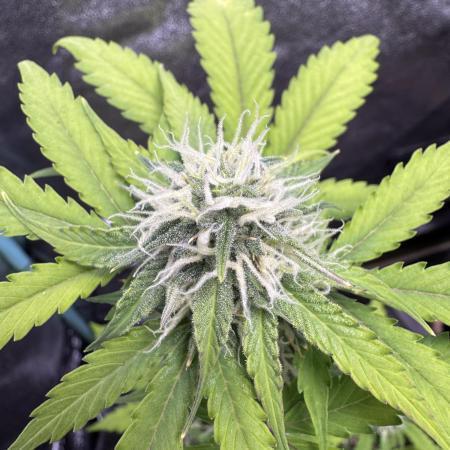 Auto Elephant - Super Sativa Seed Club