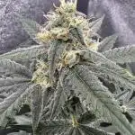 Auto Opium - Divine Seeds