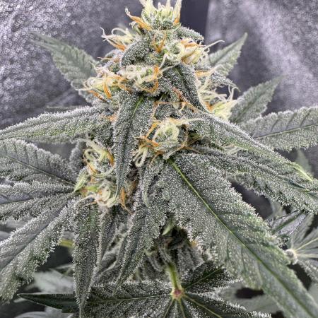 Auto Opium - Divine Seeds