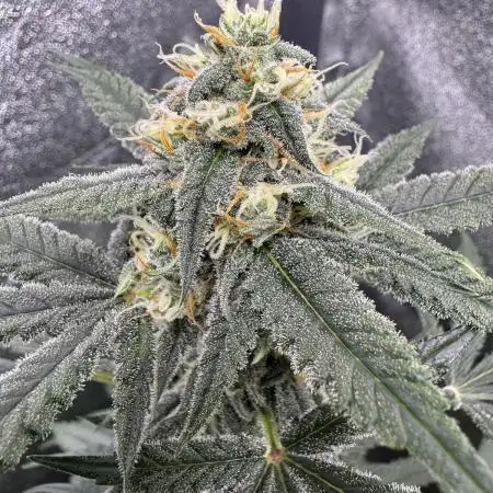 Auto Opium - Divine Seeds