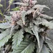 Caramel Auto - FastBuds