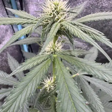 Auto Opium - Divine Seeds