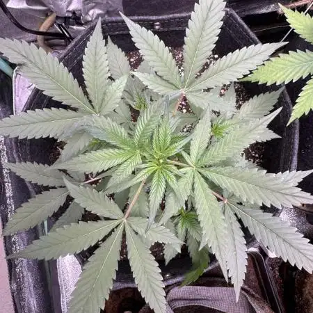 Zkittelz XL Auto - Ganja Farmer Seeds
