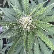 Apple Betty Auto from Herbies Seeds